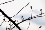 春分〜20070321(1)