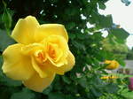 薔薇〜20110513弐