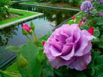 薔薇〜20110513参