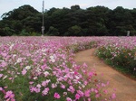 展海峰の秋桜〜20111016