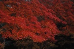紅葉狩り〜20111129-1130弐