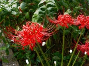 秋分〜20120922弍