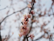 観梅〜20140228