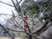 立春〜20150204弐