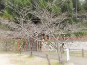 さくらプロジェクト〜20150306弐