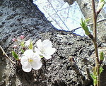 20.5℃〜20070328