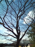 さくらプロジェクト2009始動〜20090217(1)