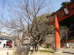 マイ桜〜20100228全景