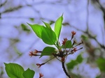マイ桜〜20120414弐