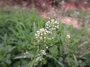 春分〜20120320参