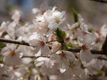 花見〜20140331壱