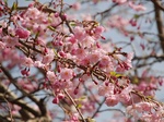花見〜20140331弐