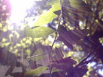 31.5℃〜20070812