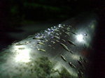 雷雨〜20070828(1)