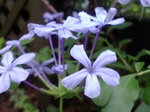 初秋便り〜20070904