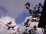 26.5℃〜20070914