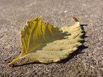 31.0℃〜20070920