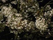 夜桜〜20130401