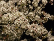 夜桜〜20130401