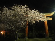 夜桜〜20130401