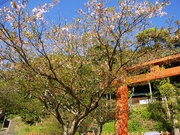 花祭〜20130408