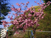 花祭〜20130408