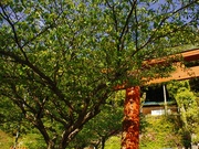 桜&藤〜20130422