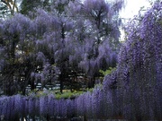 桜&藤〜20130422